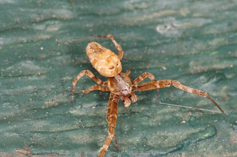 Uloborus_congregabilis_D7107_Z_90_Camping near sewage_Australie.jpg